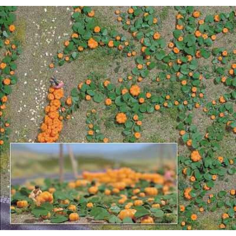 Field Pumpkin Field Pumpkin